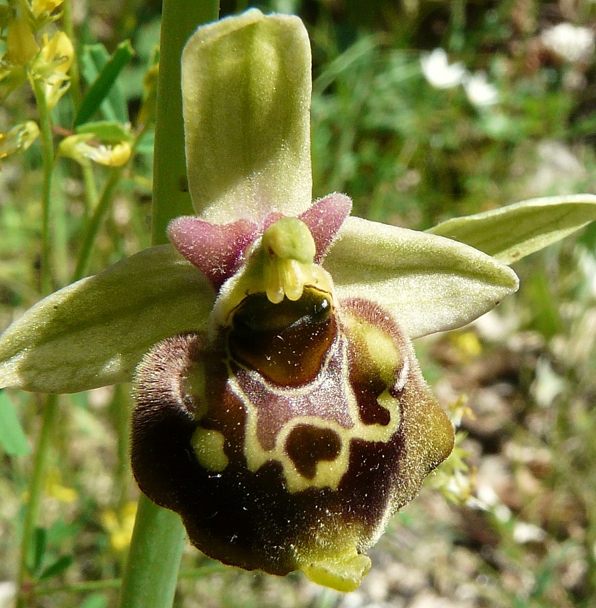 Ophrys lacaitae x Ophrys fuciflora